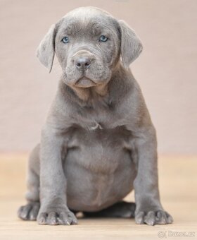Bandog, Molos , Mastif - 5