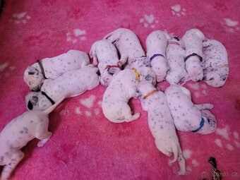 Dalmatinsky pes s PP, dalmatinec, dalmatin - 5