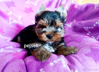 Jorkšírský teriér - 5