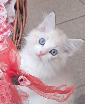 Kočičky ragdoll s PP - 5