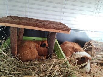 2 morčecí mladí samci nekastrovaní - jen spolu - 5