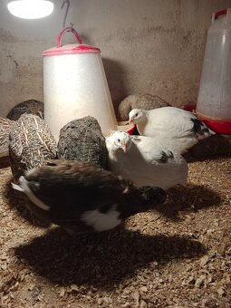 Nasadova vejce krepelky - 5