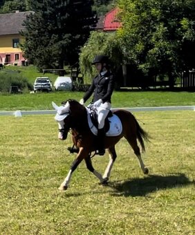 Připouštění Welsh mountain pony v AP - 5