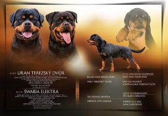 Rotvajler, rottweiler s PP - 5