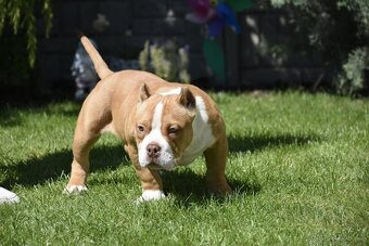 American bully s PP - 5