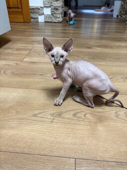 Kanadský Sphynx - 5