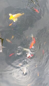 Koi kapr, jeseter, karas - 5