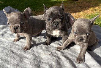 Francouzsky buldoček - 5