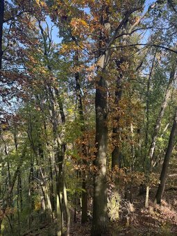 Prodej pozemků v k.ú. Jeníkovice u Choltic - 5