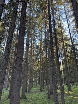 Prodej lesního pozemku k.ú. Havlovice - 5