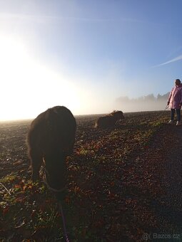 Docházka k poníkovi - 5