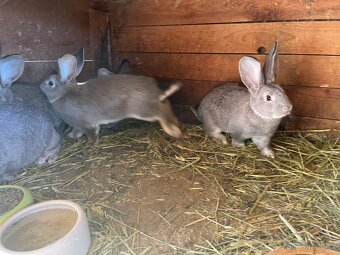 Prodám králíky - 5