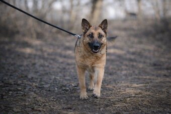 Nestea hledá domov - 5