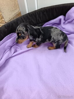 Jezevčík trpaslici čierny, merle,izabela - 5