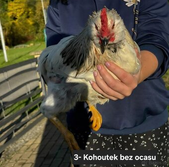 Kohoutci - 5