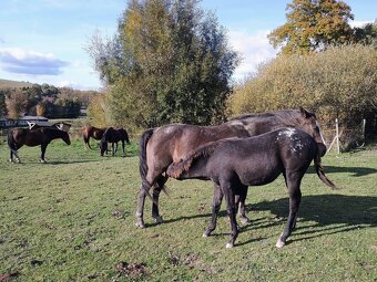 Letošní Appaloosa - 5