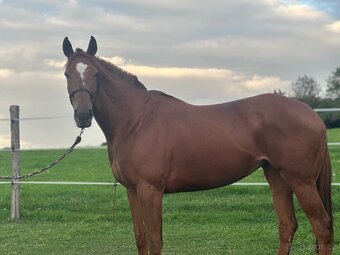 Tříletá charakterní klisna - 5