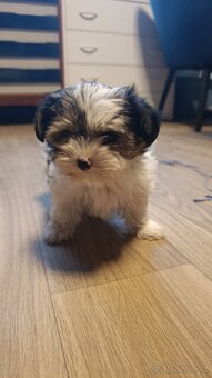 Štěňátko pejsek biewera bez PP - 5