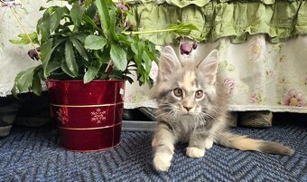 Mainská mývalí - 5