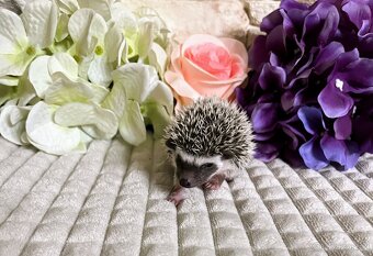 Ježek bělobřichý s PP - 5