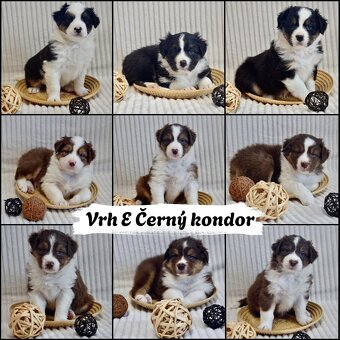 Australský ovčák - štěňátka s PP - 5