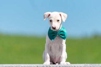 whippet/vipet s PP - 5