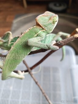 Chameleon jemenský - mláďata - 5