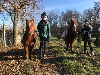 Kobylky shetland - 5