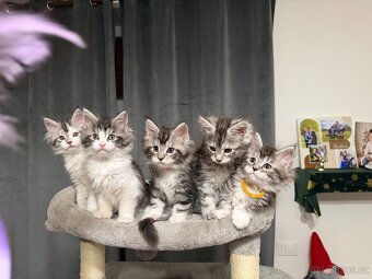 Mainská mývalí koťátka - 5