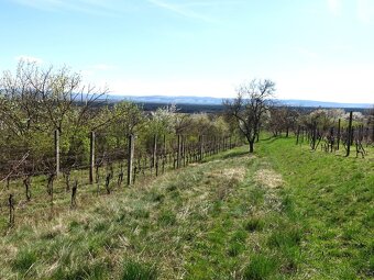 Prodej vinohradu 4114 m², Bzenec - 5