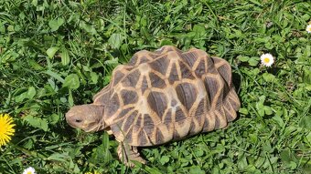 Geochelone Platynota - 5