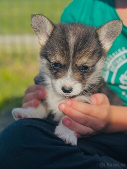 Welsh corgi pembroke s PP (FCI) - 5