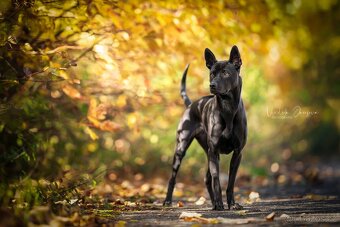 Thajský ridgeback s PP, Thai ridgeback - 5