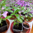 Sazenice chilli papriček - 5