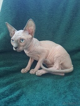 Kanadský sphynx s PP - 5
