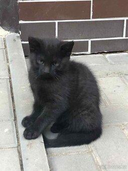 KOCOUŘI 🐱 - 5