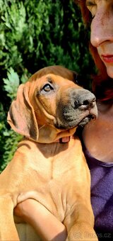 Rhodéský ridgeback s PP nestandartni pejsek 🩷 - 5