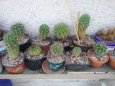 Prodám kaktusy - 5