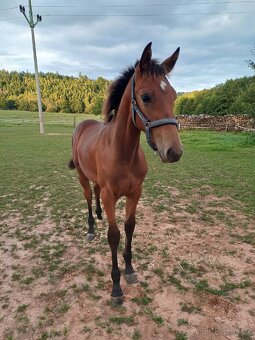 hřebec český teplokrevník - 5