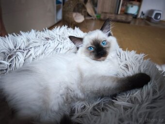 Ragdoll kočička s pp. - 5
