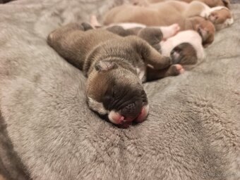 American Bully Standard - 5