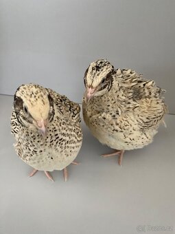 Prodej křepelek - 5