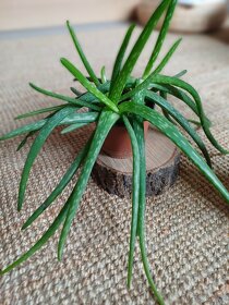 ALOE VERA - „domácí lékárnička“ - 5