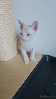Koťátka Don sphynx bez PP - 5