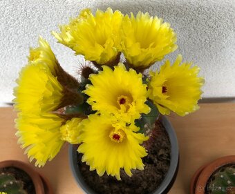 Veliké kvetoucí kaktusy - Notocactus ottonis - 5