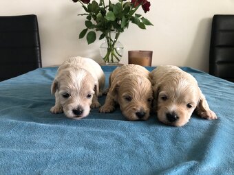 Maltipoo štěňátka - 5