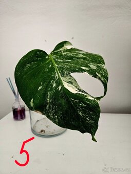 Monstera albo - 5