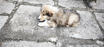 Kolie dlouhosrstá - 5