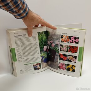 Rostliny v nádobách - 5