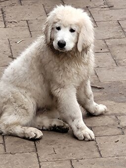 Slovenský čuvač - 5